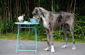 World’s Tallest Dog Meets World’s Smallest Dog. See Photos….