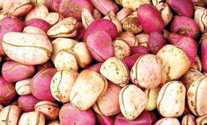 Saudi Arabia arrests Nigerian pilgrim with kolanuts