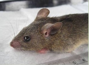 Lagosians to Sell House Rats for ‘Good Cash’….Read Interesting Details