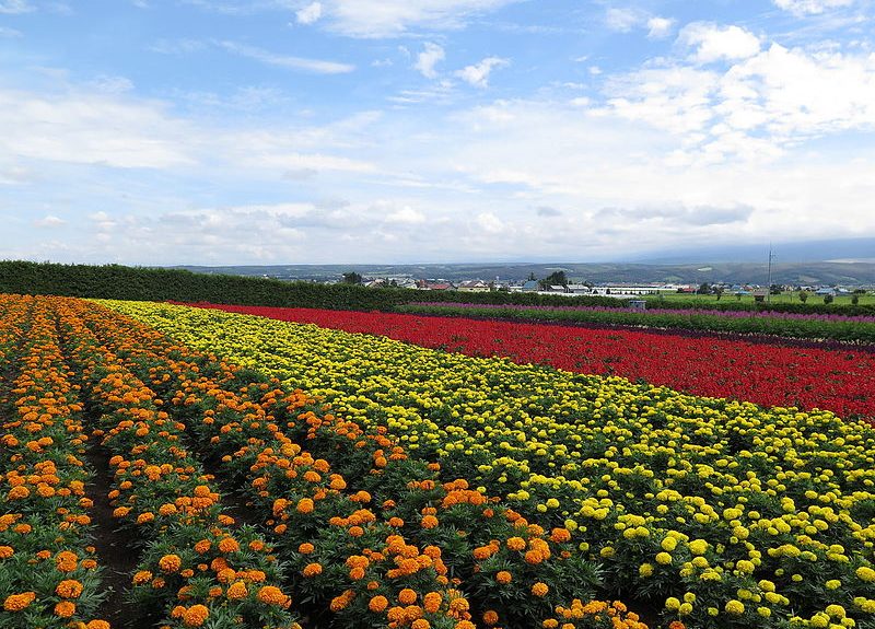 Ethiopian militants attack, destroy Dutch flower farms