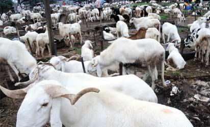 Eid-el-Kabir: Ram sellers lament low patronage