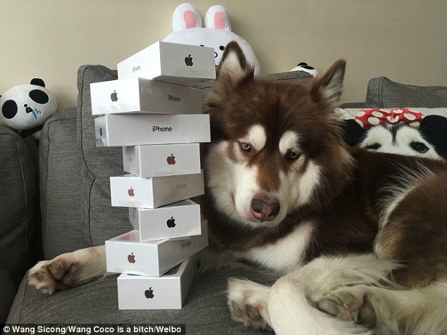 Outrage as Son of China’s Richest Man Buys Eight New iPhone 7 for His Dog (Photos)