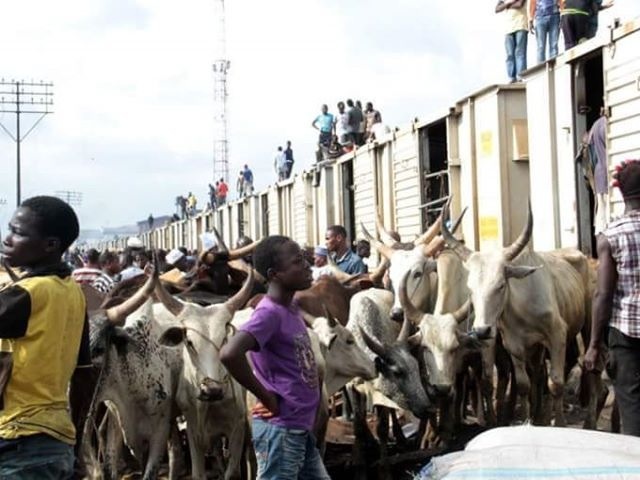 Senate to FCT residents: Slaughter any cow found in Abuja City