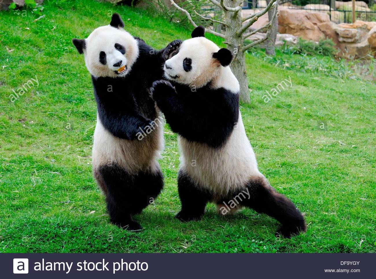 Berlin Zoo to have a pair of pandas by next summer
