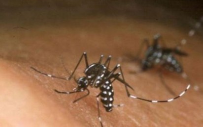 Zika virus no longer public health concern, says WHO
