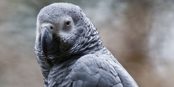 Parrot Appears In Court To Testify Against Murder Suspect