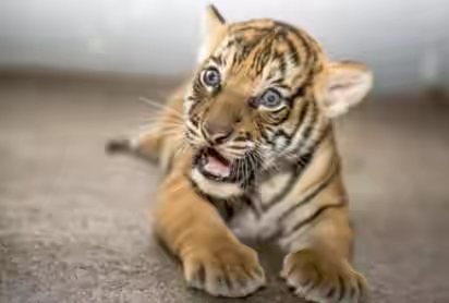 Igbinedion gives Oba of Benin seven-month old Tiger