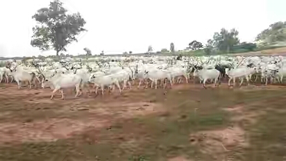 India to give cows ID cards