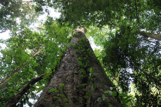 Africa’s Tallest Tree Discovered on Mount Kilimanjaro, Tanzania
