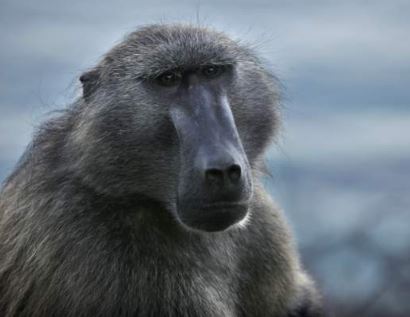 Baboon Causes Massive Blackout In Zambia
