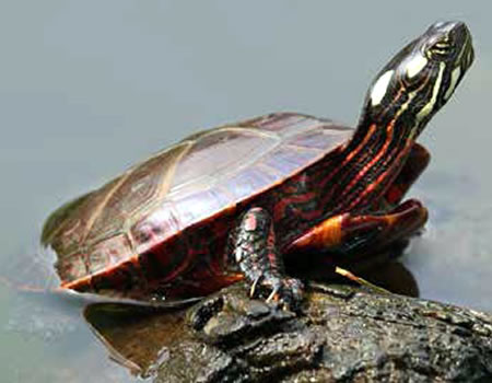 Turtles may hold key heart attack prevention