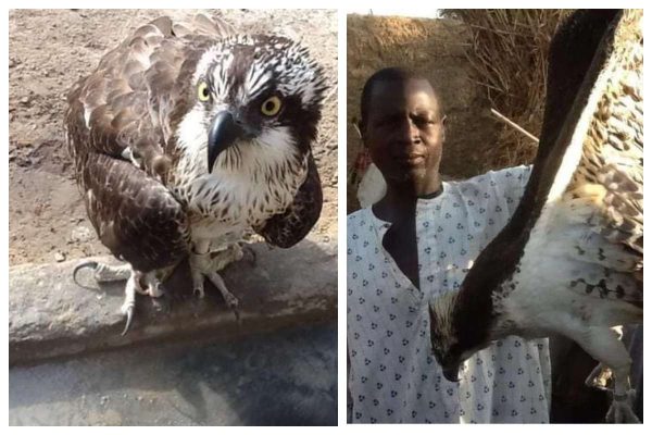 Rare hawk from Finland caught by residents in Jigawa State