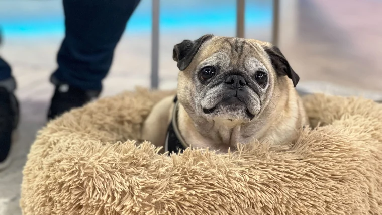 Noodle The Pug Cause Of Death? TikTok Star Dog Died At 14