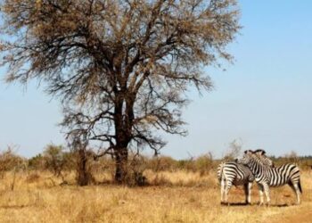 3 reasons why you need a holiday in the Kruger Park