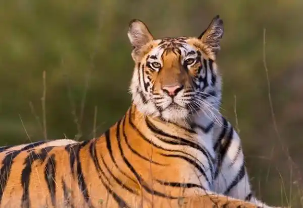 Another Tiger on the loose after Sheba’s death