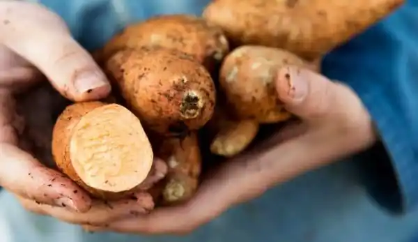 How to avoid the itchiness while chopping starchy vegetables