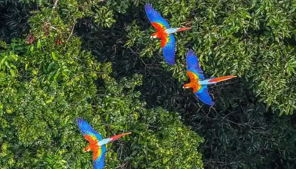 7 crazy facts about Amazon, world’s largest rainforest