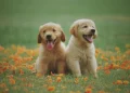 Golden Retriever Puppies – Raising Healthy, Happy Companions