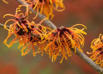 Witch hazel: Uses, benefits, and side effects