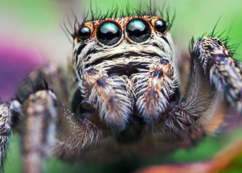 Jumping Spider – Lifespan, Size, Bite, Diet, and Up-Close Face Details