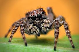 Jumping Spider – Lifespan, Size, Bite, Diet, and Up-Close Face Details
