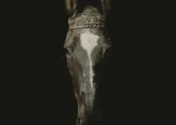 Teswess – Don’t You Worry